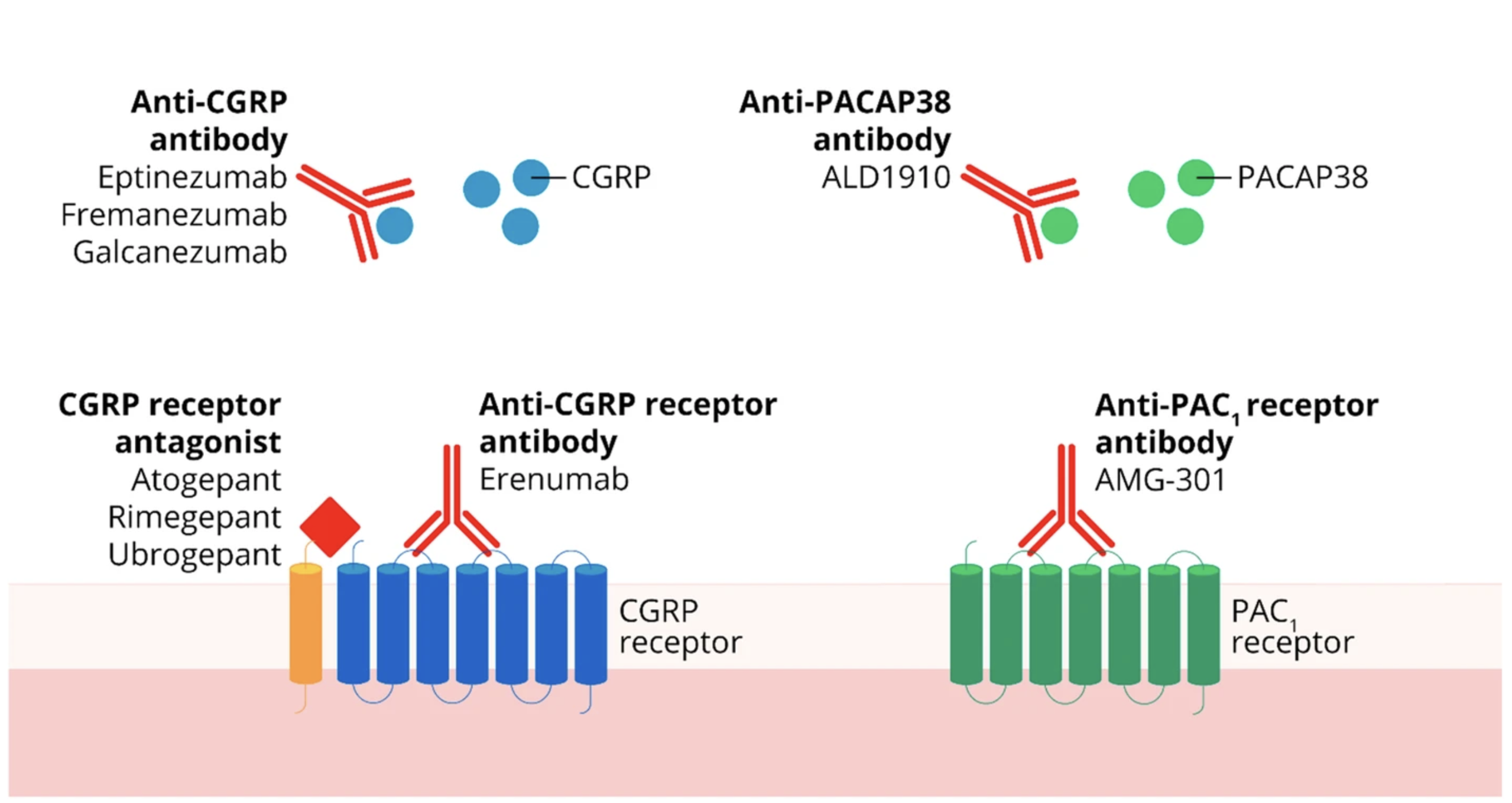 CGRP-Receptor Antagonists: The Next Frontier for Migraine Treatment 